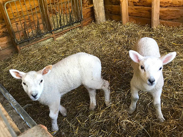 Lammetjes