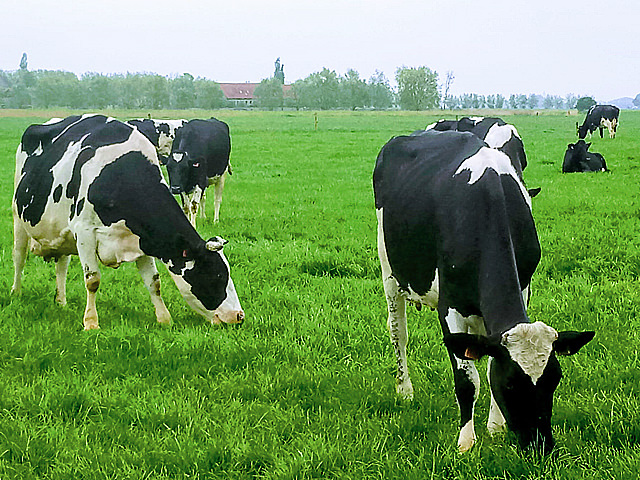 Koeien in weide